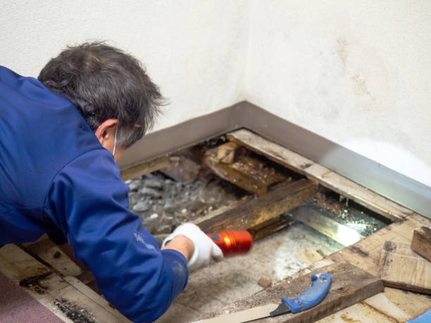 Best Fast Mold Removal  in Elverson, PA