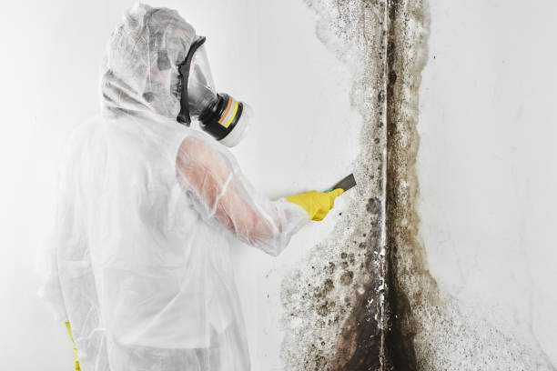 Best Attic Mold Removal  in Elverson, PA