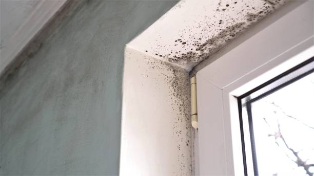 Best Mold Inspection  in Elverson, PA