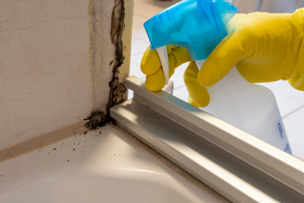 Best Professional Mold Removal  in Elverson, PA