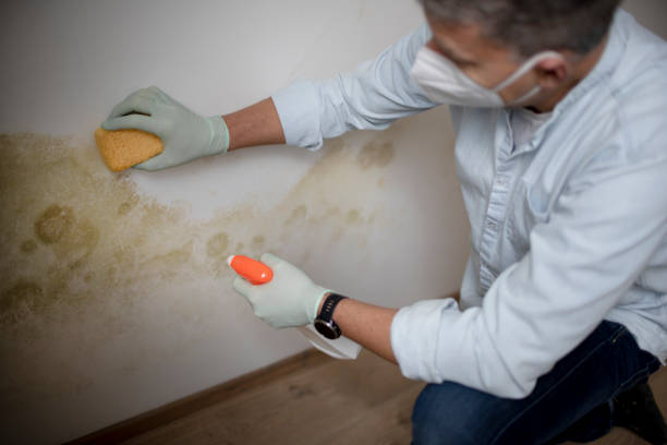 Best Attic Mold Removal  in Elverson, PA