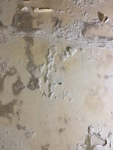 Mold Removal Process in Elverson, PA