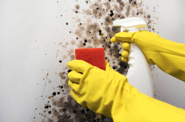 Best Office Mold Removal Services  in Elverson, PA