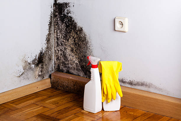 Best Toxic Mold Removal  in Elverson, PA