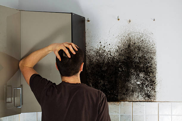 Best Mold Removal Process  in Elverson, PA